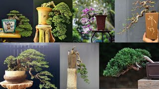 KUMPULAN INSPIRASI BONSAI SEMI CASCADE DAN CASCADE TERUPDATE