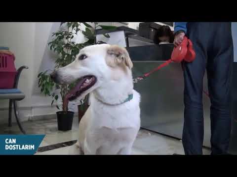 Video: Köpeklerde Yırtık Diz Bağları