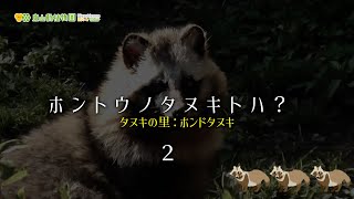 【東山動植物園公式】ホントウノタヌキトハ？＜2＞《 ホンドタヌキ　タヌキ　タヌキの里 》