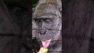 Gorilla Enjoying Her Juicy Watermelon! #Gorilla #Eating #Asmr #Satisfying