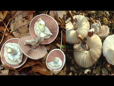 ЛУЧШИЕ ГРИБЫ ОСЕНИ / УДАЧНЫЙ ПОХОД ЗА ОСЕННИМИ ГРИБАМИ