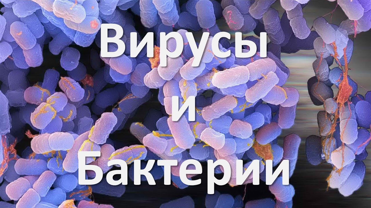 9. Бактерии и Вирусы (5 класс) - введение в Биологию