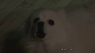 Dog Source But No Barking