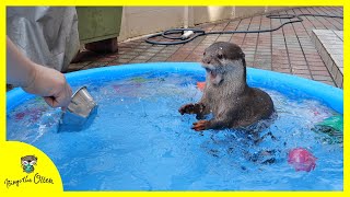 (Otter Bingo’s summer vacation) Having fun swimming in the pool