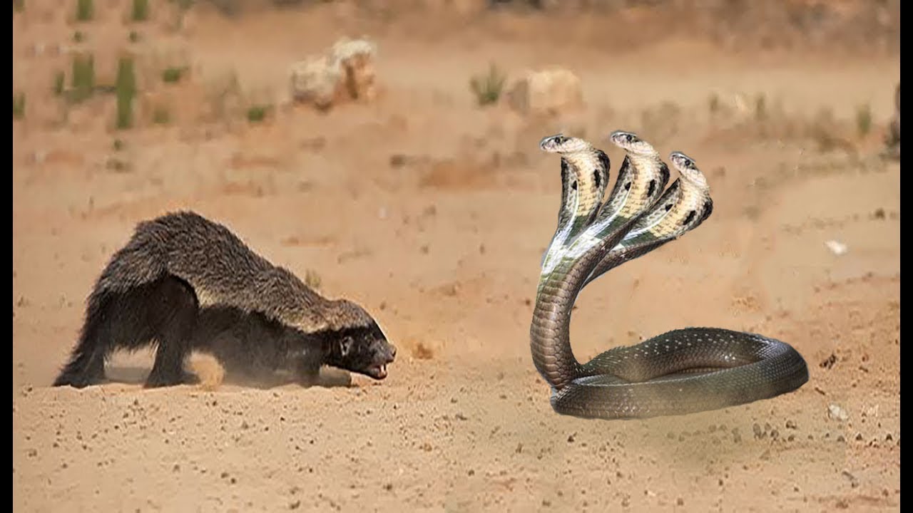 мангуст против змеи. королевская кобра против мангуста. мангуст и кобра. мангуст змеелов. медоед и королевская кобра.