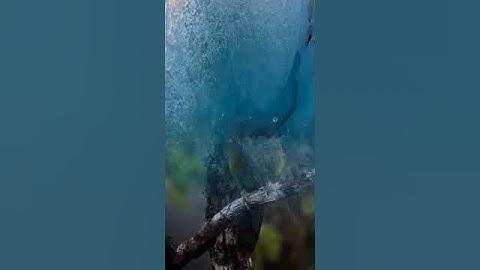 تلاوة في باكستان (فيصل مسجد) مطلع من سورة العلق بصوت الشيخ حجاج الهنداوي