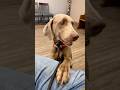 🩺Ivy’s Vet Day 🐾 She passed her hip &amp; elbow tests!❤️#weimaraner #futuremom   #vetvisit