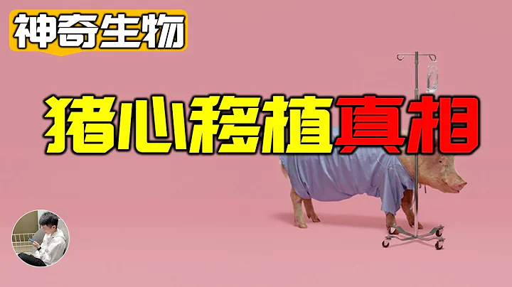 人移植動物器官最大的危險是什麼？為什麼說大自然才是真正的科學怪人 - 天天要聞