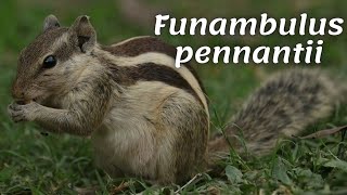 Funambulus pennantii | Five-banded palm squirrel