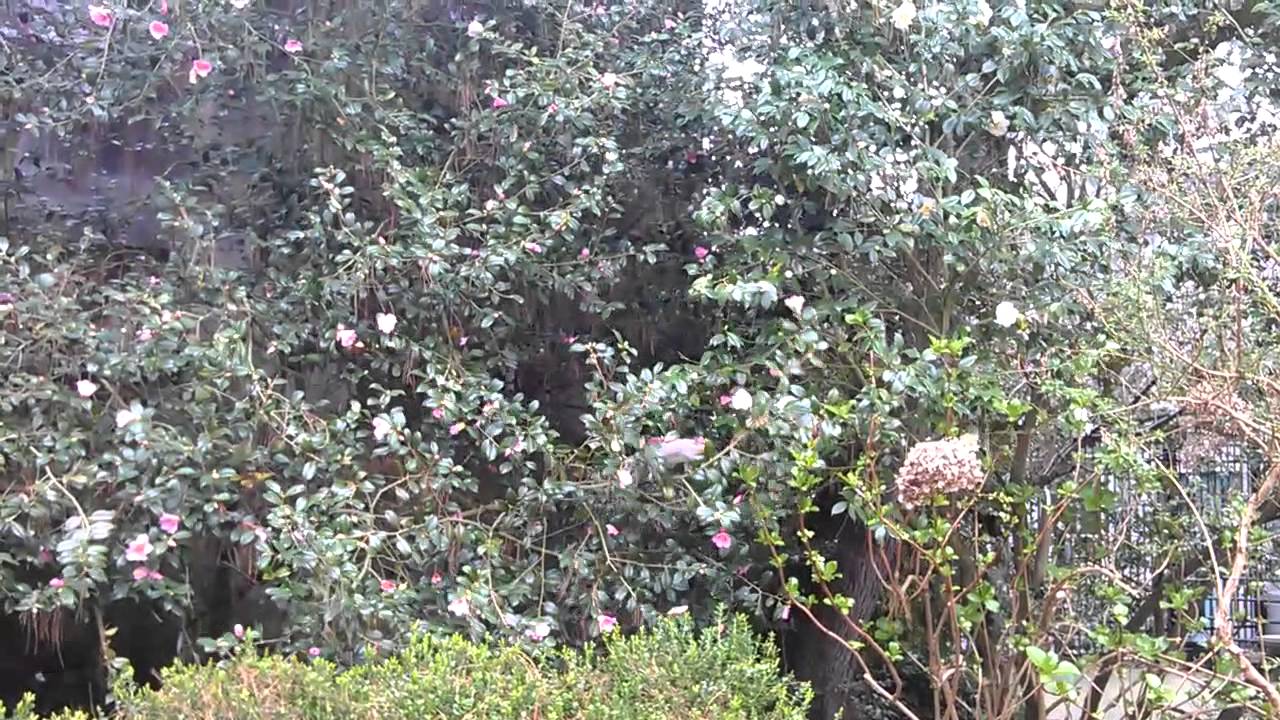 Squirrel Eating Nectar from Camellia Flowers YouTube