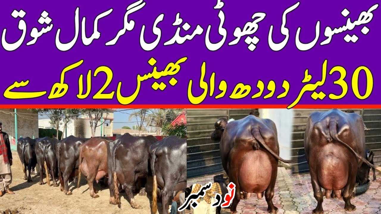 Today Gojra Maweshi Mandi  | Buffalo Fresh Rates Update | Buffalo Mandi 2025
