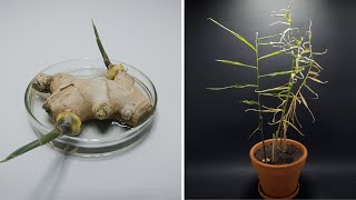 Growing GINGER Time-lapse - 173 days