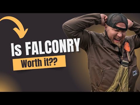 THE REALITY OF FALCONRY 