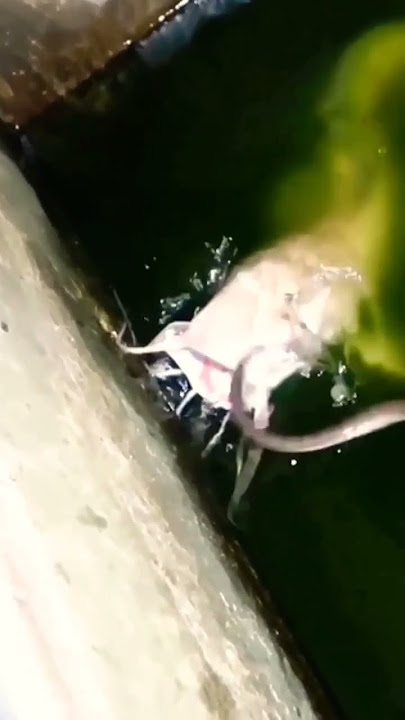 Ullar berbisa Di mangsa ikan lele Putih😱‼️#viral #video #shorts #short