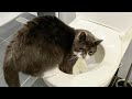 Funny cat videos 2023😆 Funny animal videos - Funny animals 295