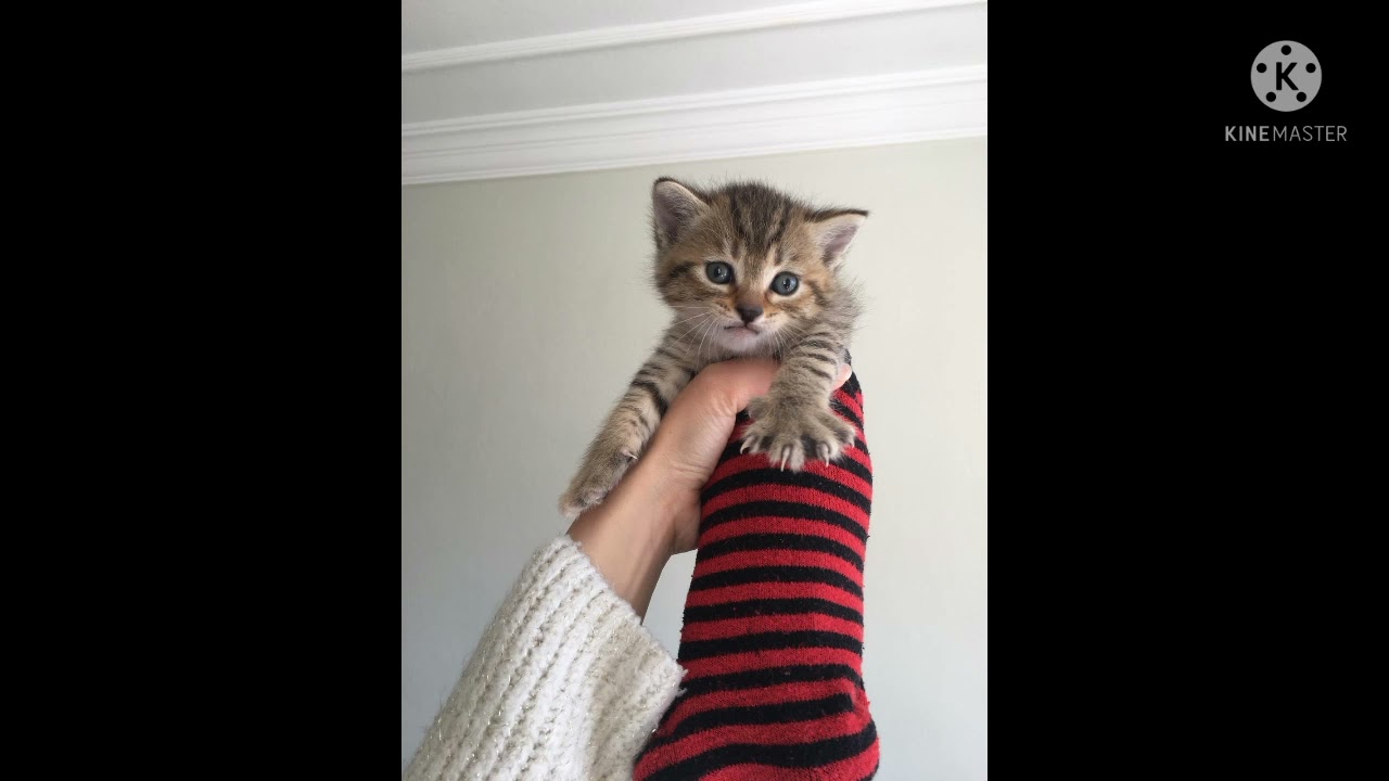 Kaplanım için edit💖💔(kedi, adı Kaplan)