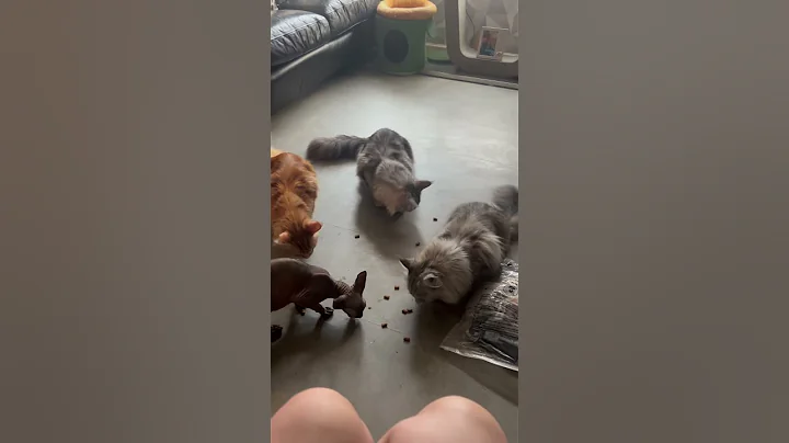 Video 9531111: maine coon cats sphynx, coon cat mainecooncat, mainecooncat kitten cat