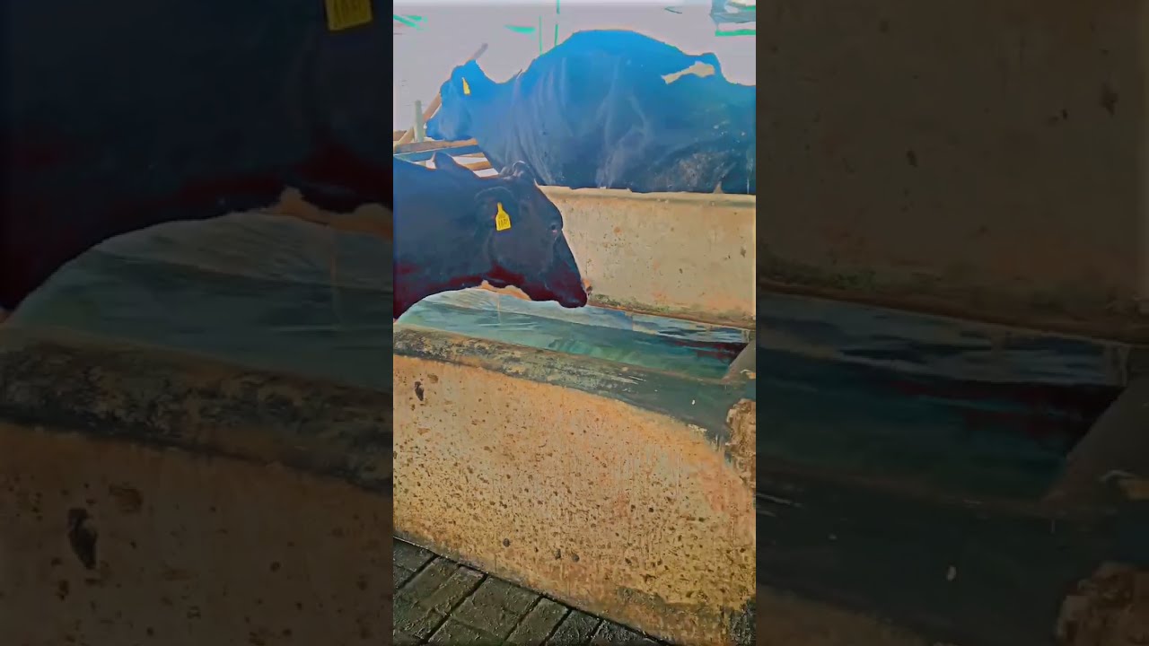 Give Plenty Of Water To Animals Especially In Summer Youtubeshorts Animalaffection Animal