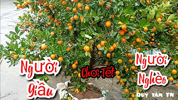 QUẤT TẾT 2022 : NGƯỜI GIẦU CHƠI LUÔN / NGƯỜI NGHÈO CHỜ THÓC MỚI 🤣🤣🤣