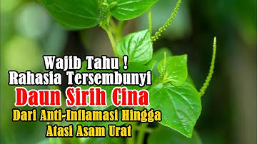 Rahasia Tersembunyi Daun Sirih Cina: Dari Anti-Inflamasi Hingga Atasi Asam Urat (Wajib Tahu!)
