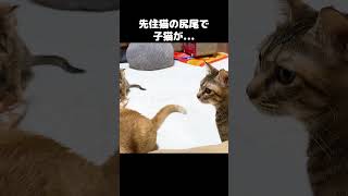 先住猫のしっぽで子猫が…笑　#shorts