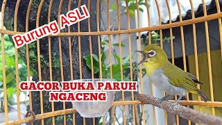 Pleci Buxtoni Gacor Buka Paruh Nembak Bongkar isian || kicau pidong