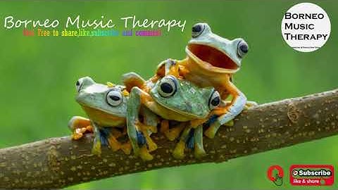 5 Minutes of Frog, Crickets, Bird Sounds | Sleep Meditation | Relaxing Music | Borneo Nature Sound