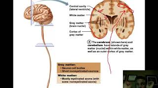 Chap 12 - Central Nervous System   part I