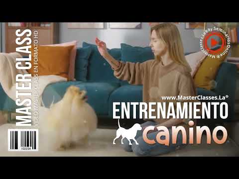 Entrenamiento Canino   Cómo educar a tu mascota