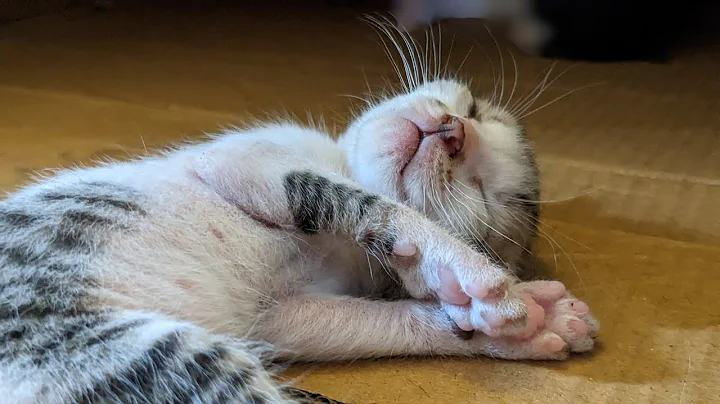 Video 2495481: cat kitten funny compilation, cats cute kittens compilation, cats compilation cute animals, long cat, kitten newborn baby, funniest cutest cats, laugh funniest cats, best cutest cat, pets