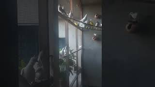 amazing birds colony #shorts #viralvideo