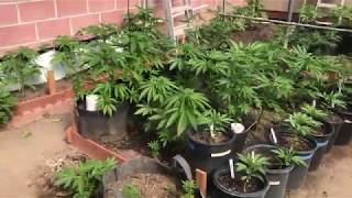 2/25/2020 Grow it’s getting hot
