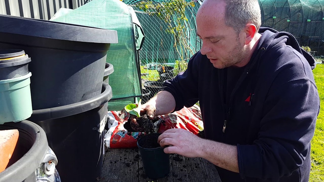 Repotting the Zucchini Seedling YouTube
