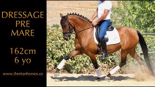 Sold Pre Mare For Dressage - 6 Yo - Easy To Ride - 162 Cm