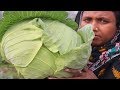 Village Food Farm Fresh Cabbage Recipe Village Style Tasty & Delicious Fresh Cabbage Pitha Cooking