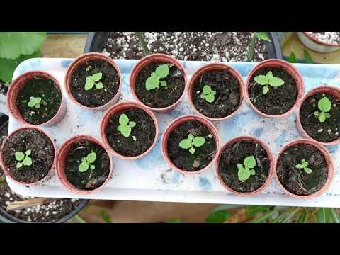Video: Výsadba semínek královské císařovny – zjistěte o klíčení semínek královské císařovny
