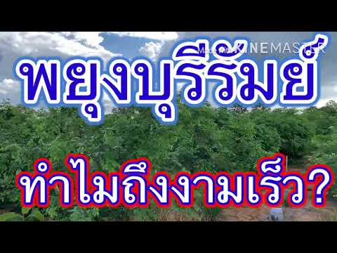 พิสูจน์แล้วปลูกพยุงที่บุรีรัมย์-ทำไมถึงงามเร็ว?