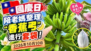 國慶日陪老媽整理「香蕉弓」進行套袋！2026年10月10日