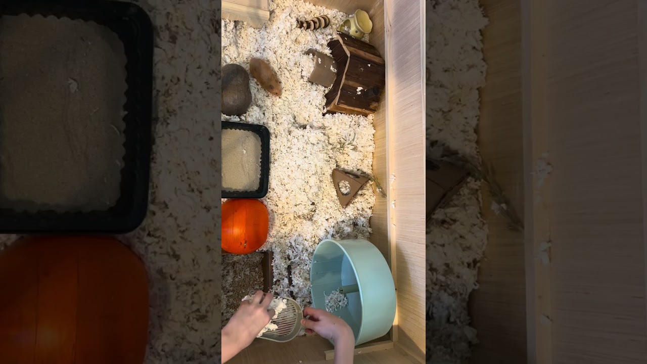Clean the hamsters cage with me part one ￼