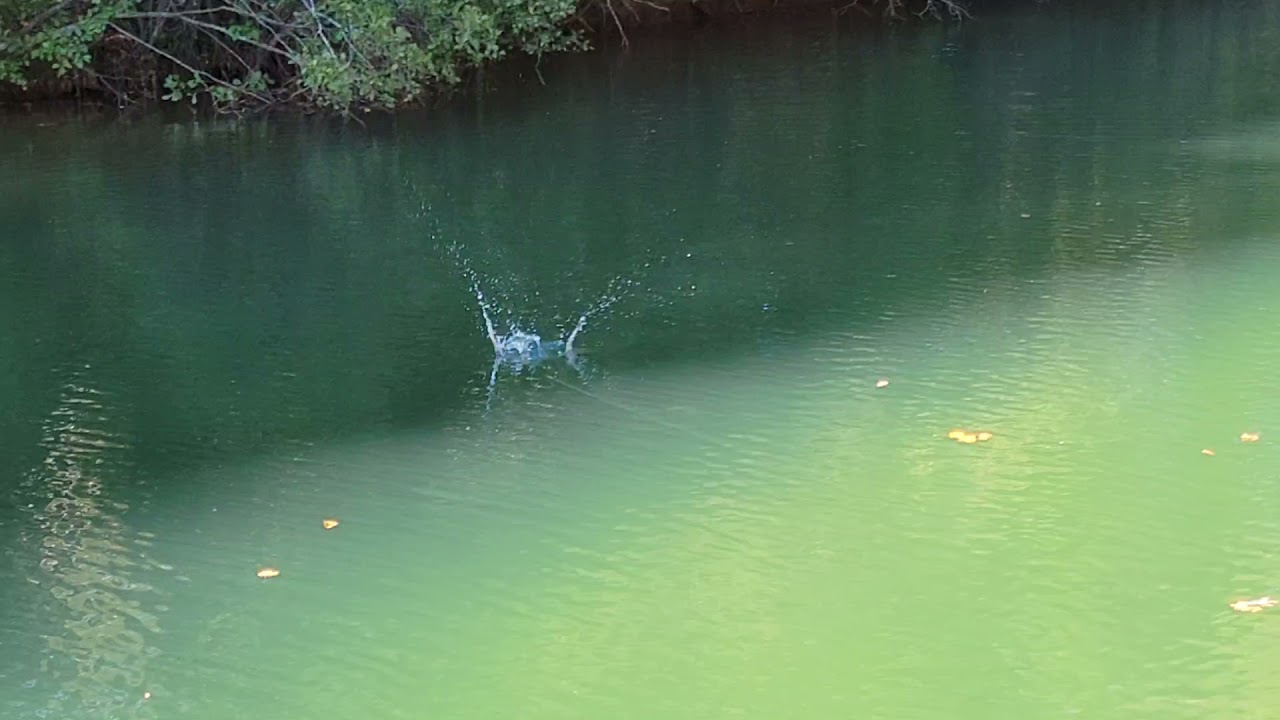 Swimbait Review: Phoney Heavyweight Gill Glide and Wake