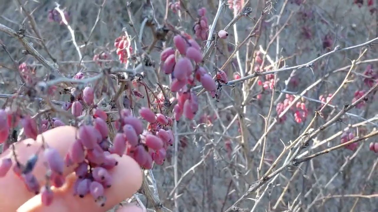 🪂 İlkbaharda doğa 🌴 🌲,