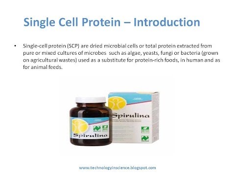 Single Cell Protein SCP   Process, Application and Benefits