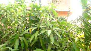 MVI_9878.AVI
