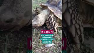 kura makan rumput liar