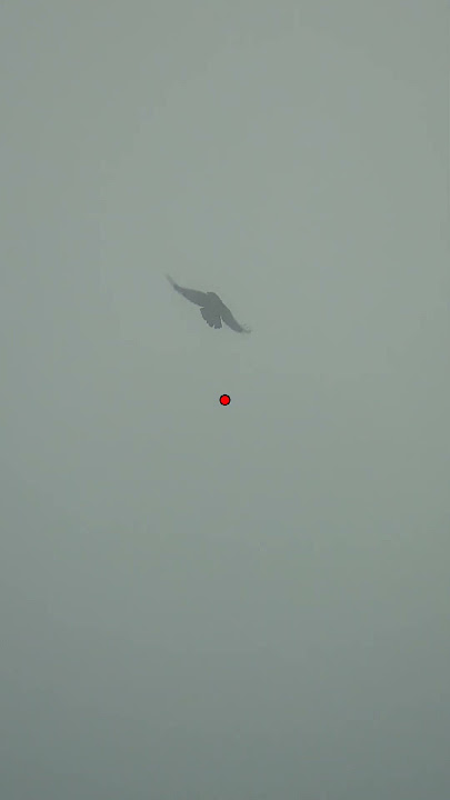 Crows in the mist #hunting #birdhunting #shooting