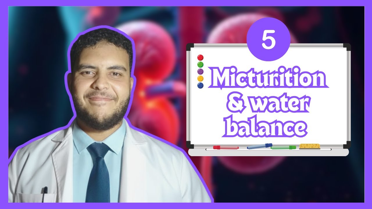 Renal system 5 | Micturition and Water Balance
