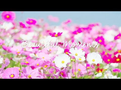 [4K] Beautiful Cosmos Moment