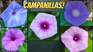 Campanilla azul/Ipomoea purpurea/Morning Glory