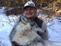 Trapping Wolves in Alberta