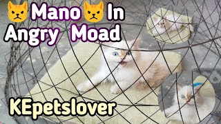 Mano in 😡 Angry Moad |cat entertainment vedio |@kepetslover8315 by KE Pets lover 46 views 1 month ago 5 minutes, 2 seconds